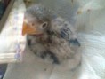 /album/galeria-de-fotos/agapornis-manso5-jpg/